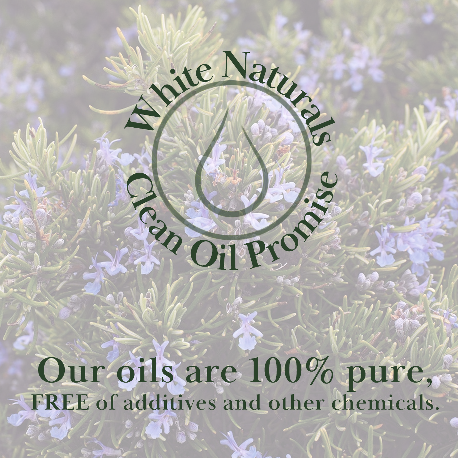 Rosemary Essential Oil