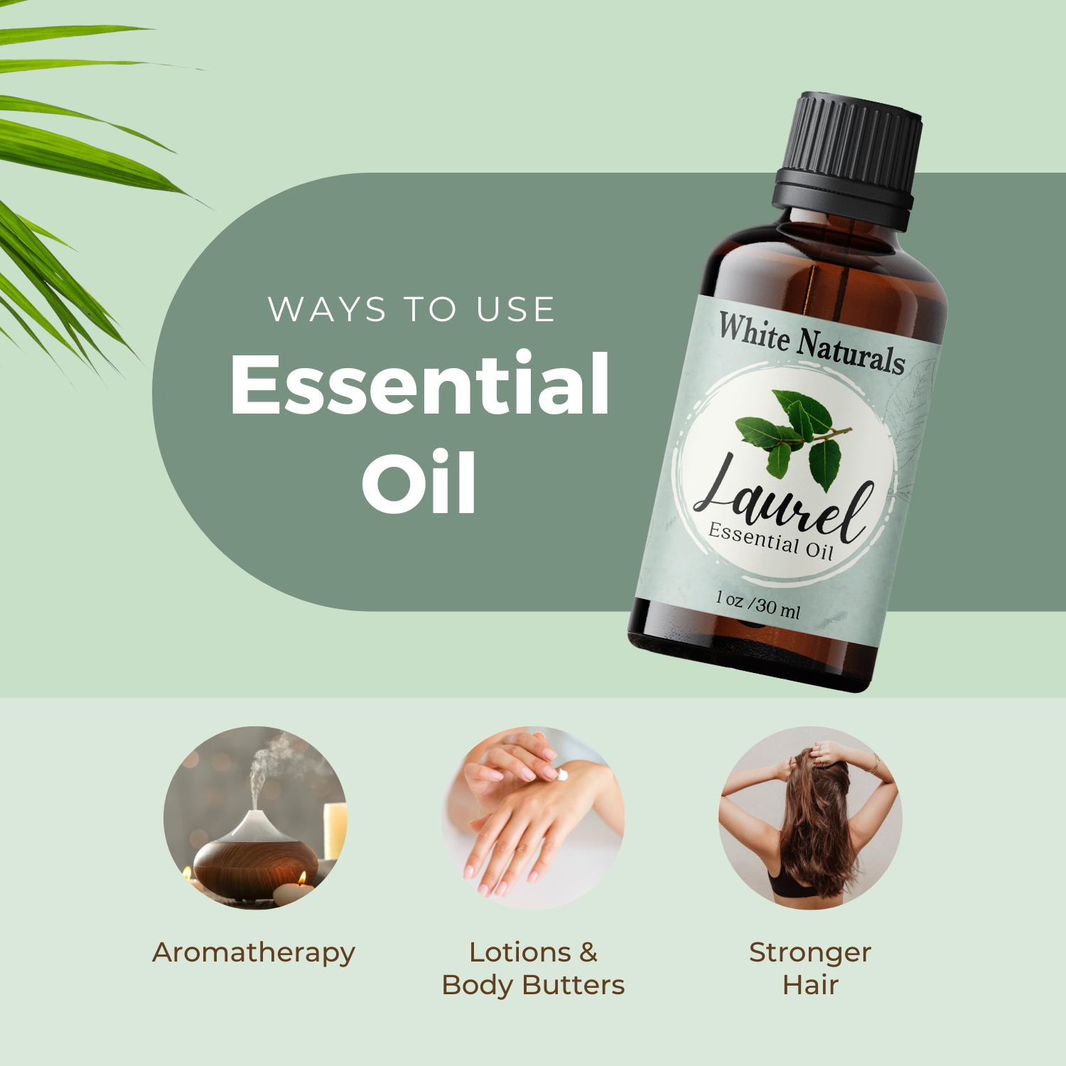 Laurel Leaf Essential Oil