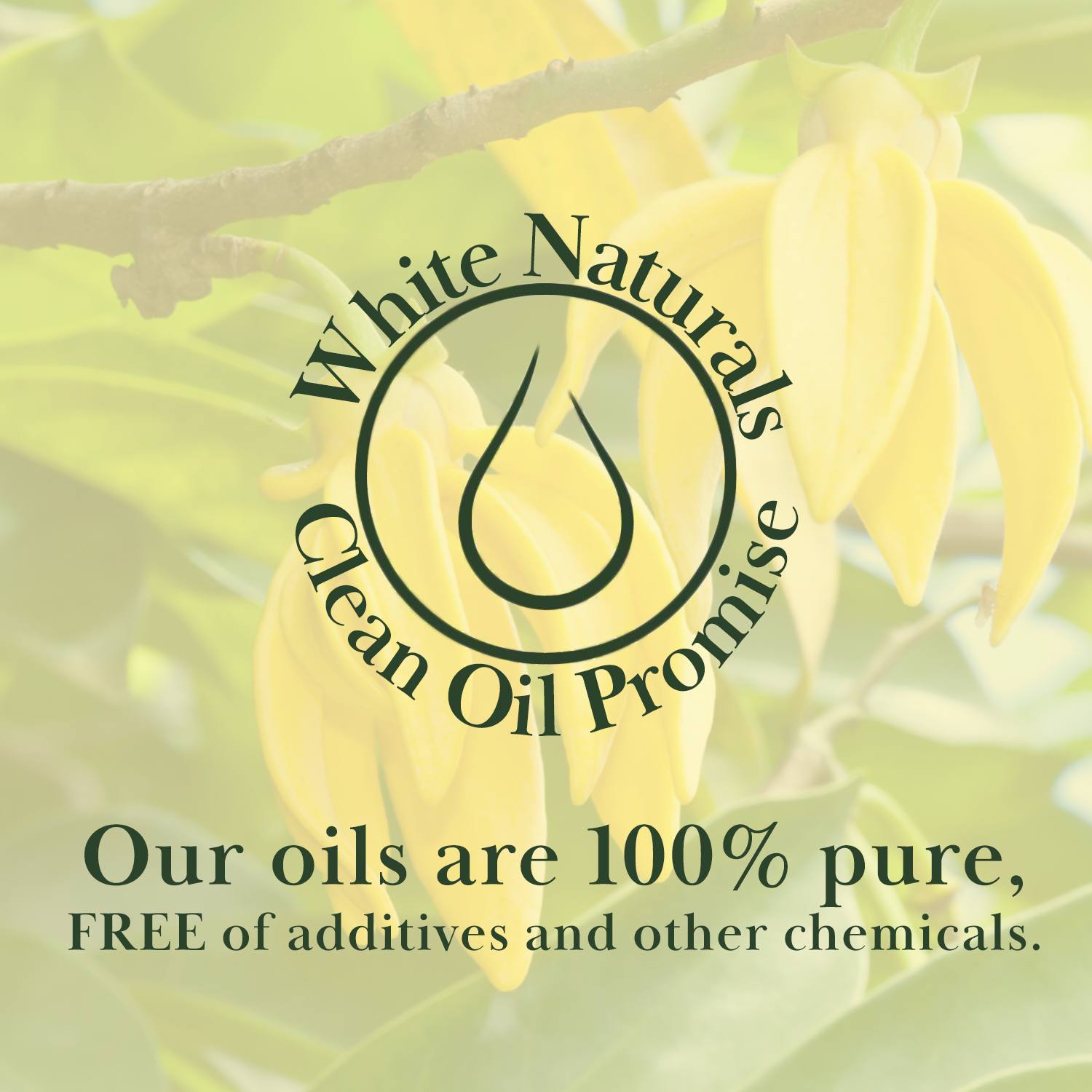 Ylang Ylang Essential Oil